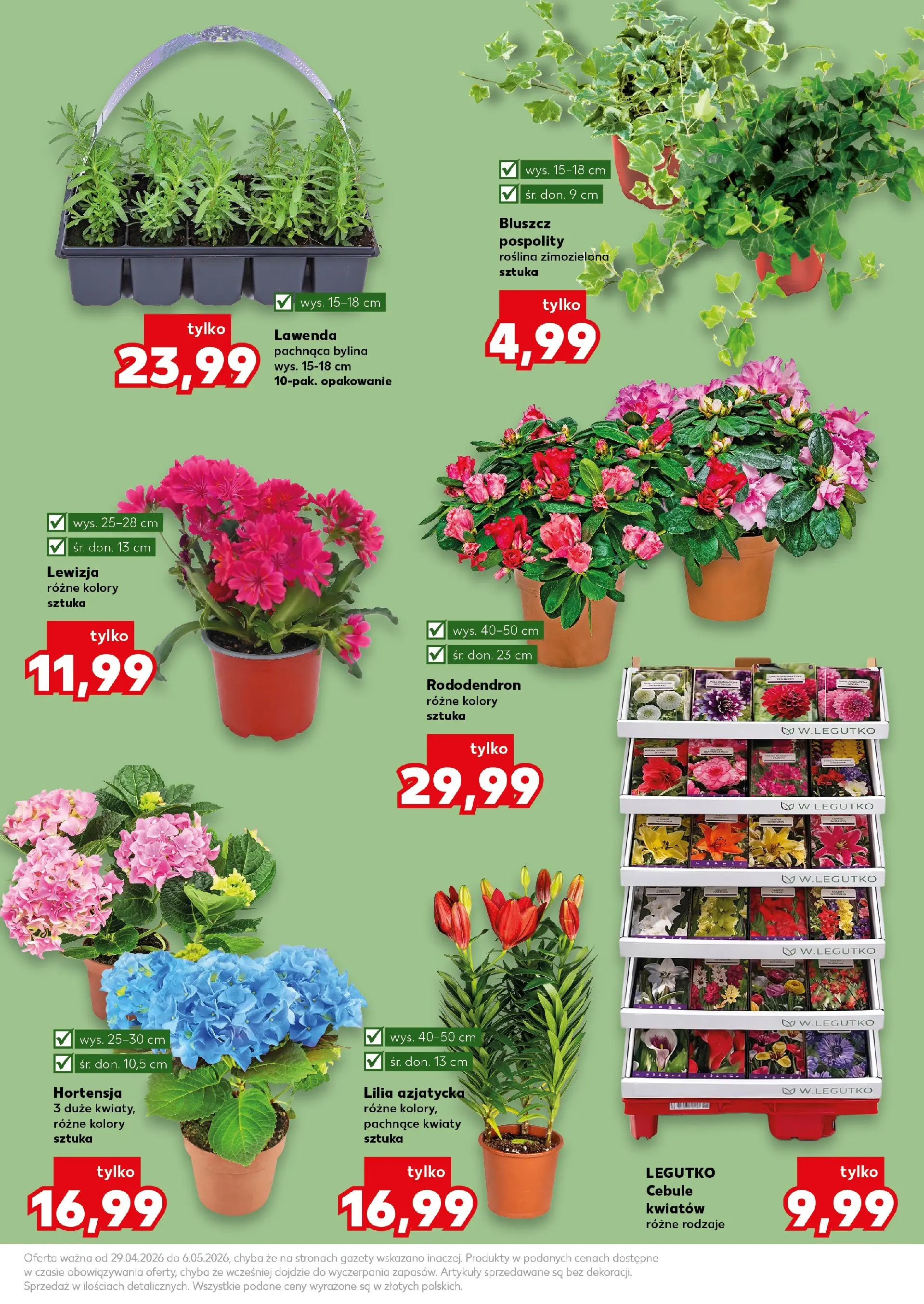 Kaufland gazetka - Ogród od 29.04.2026 - od jutra PDF | Strona: 11 | Produkty: Kwiaty, Cebule