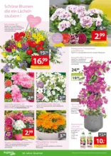 Gartencenter Augsburg: Wochenangebote