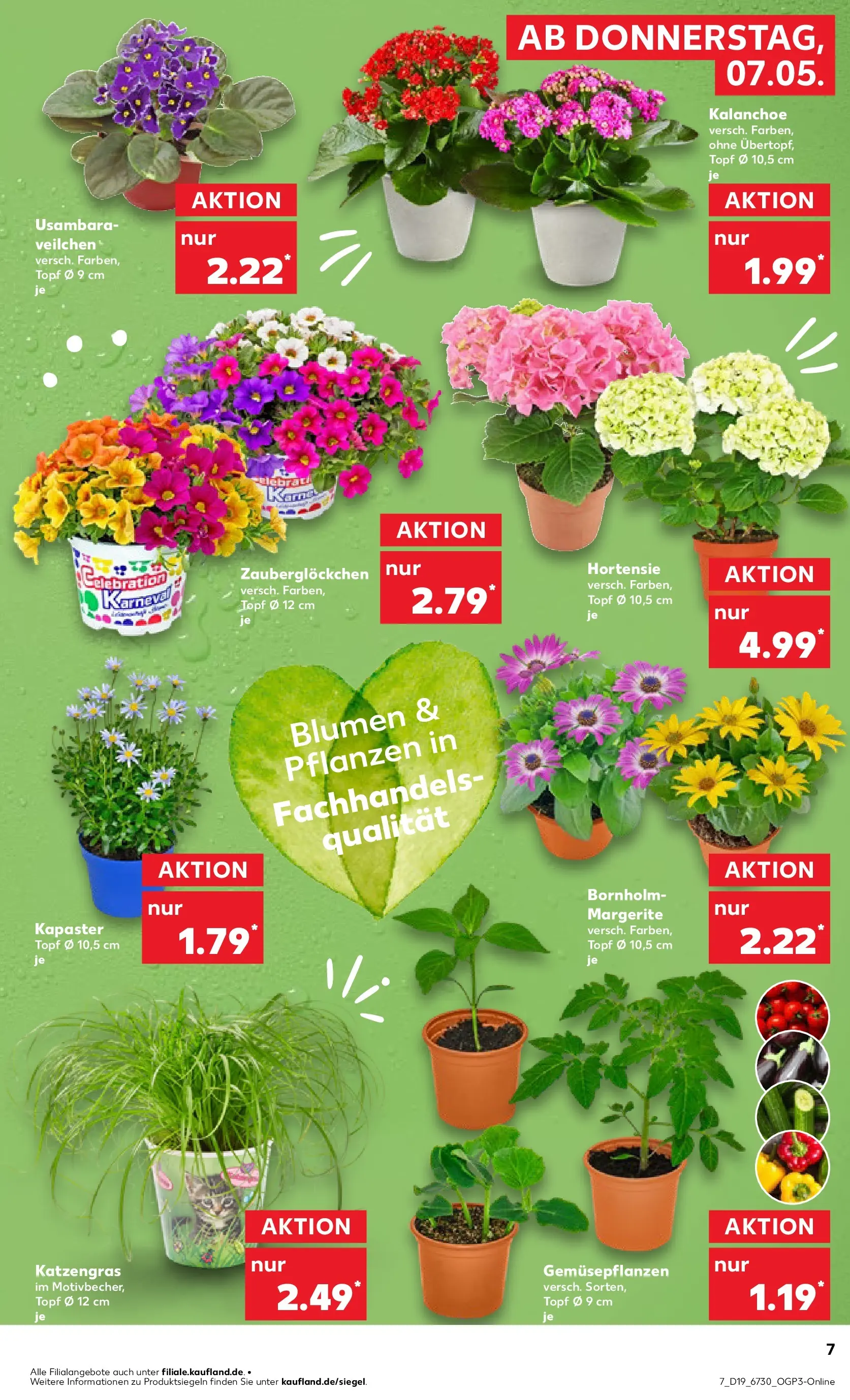 Prospekt Kaufland ab 04.05.2026 » Angebote Online zum Blättern | Seite: 12 | Produkte: Hortensie, Blumen