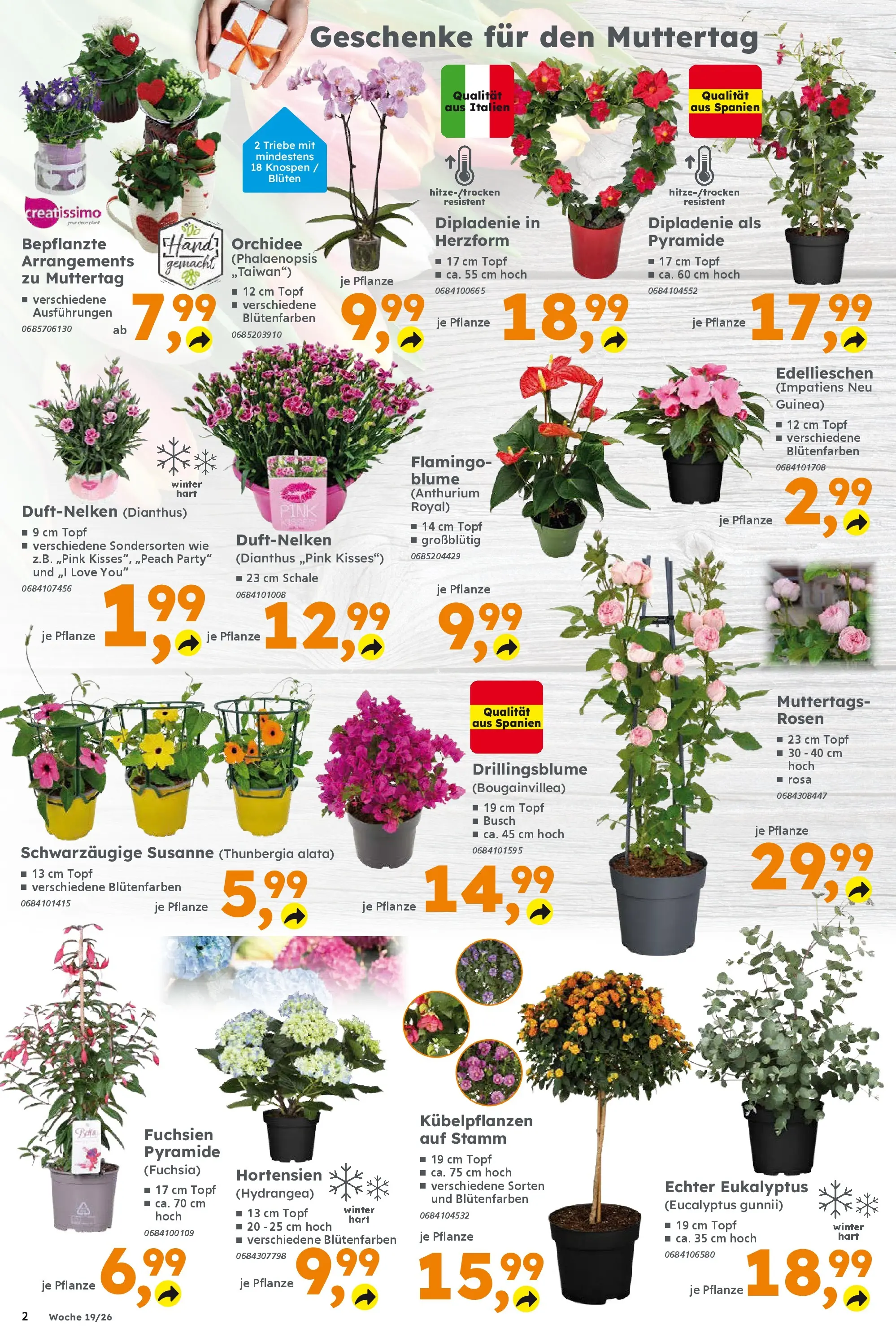 Globus Baumarkt Prospekt Forchheim	 (ab 03.05.2026) zum Blättern | Seite: 2 | Produkte: Top, Orchidee