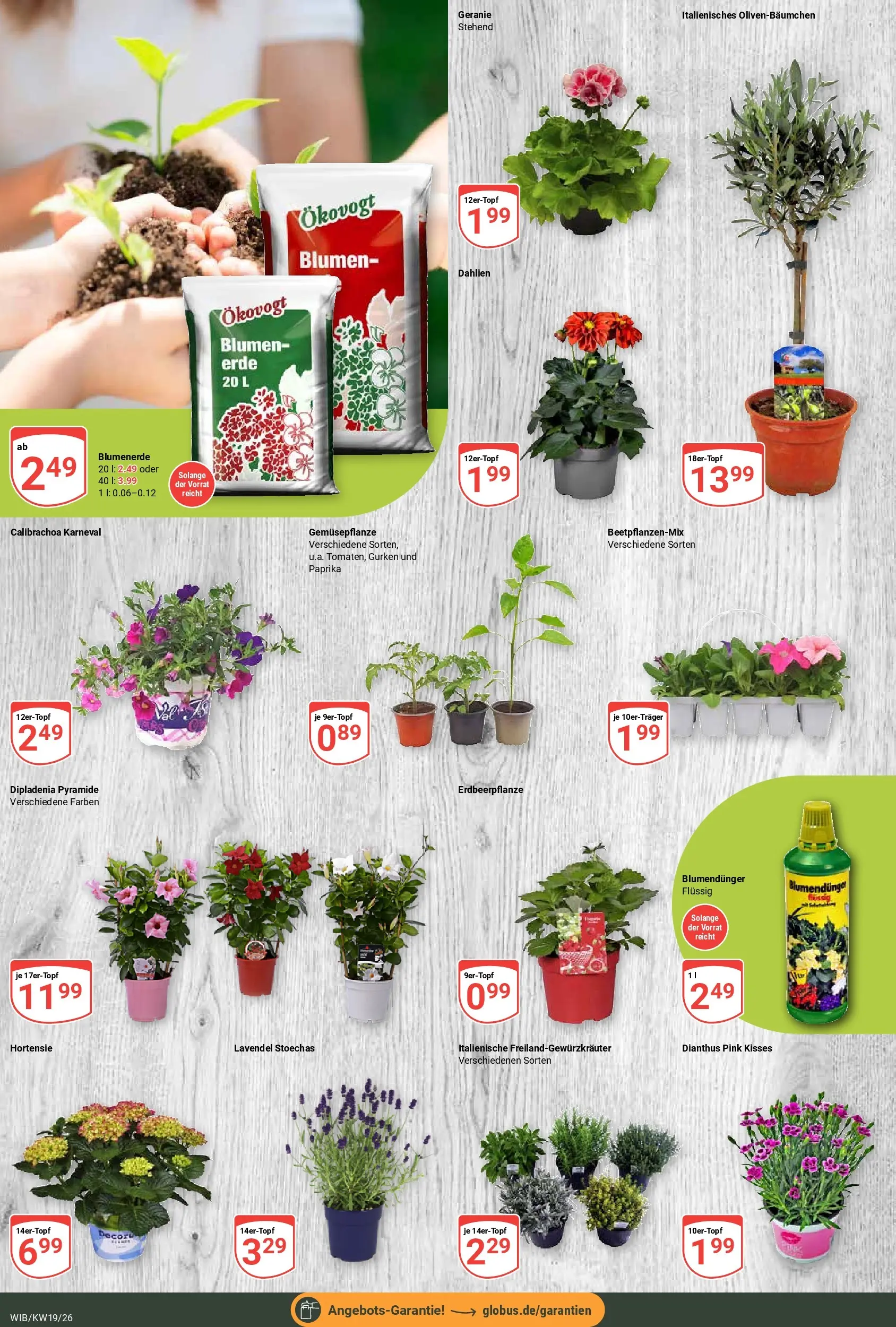 Globus Prospekt Wiesbaden-Nordenstadt	 (ab 04.05.2026) » Angebote online | Seite: 9 | Produkte: Hortensie, Blumen, Paprika, Lavendel