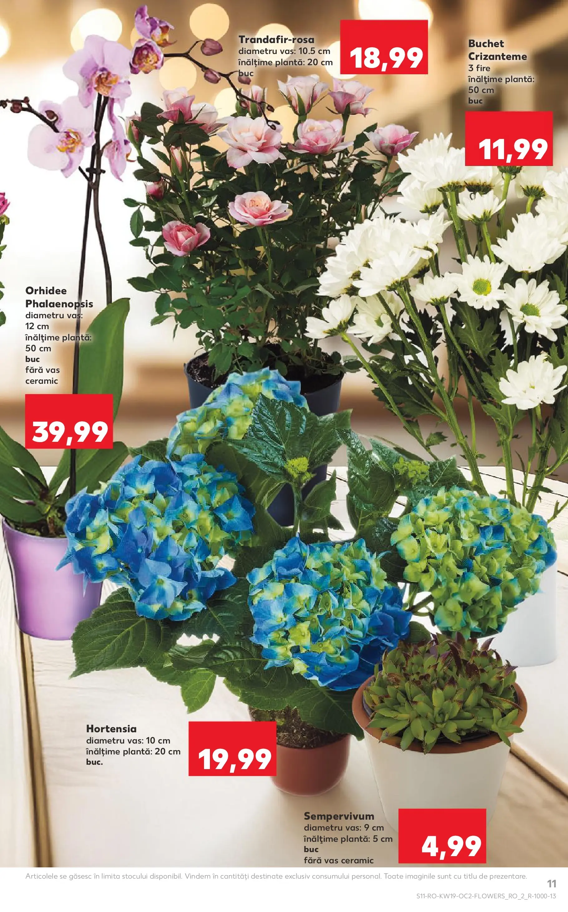 Kaufland Domnesti 06.05.2026 - Revista si Oferta | Pagină: 11 | Produse: Orhidee