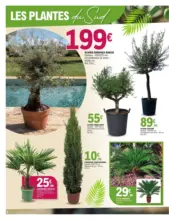 PLANTES MEDITERRANEENNES