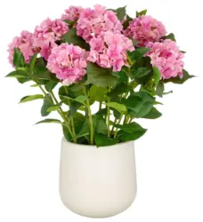 Kunstpflanze Hortensien Pink/Gr&uuml;n ca. 77cm