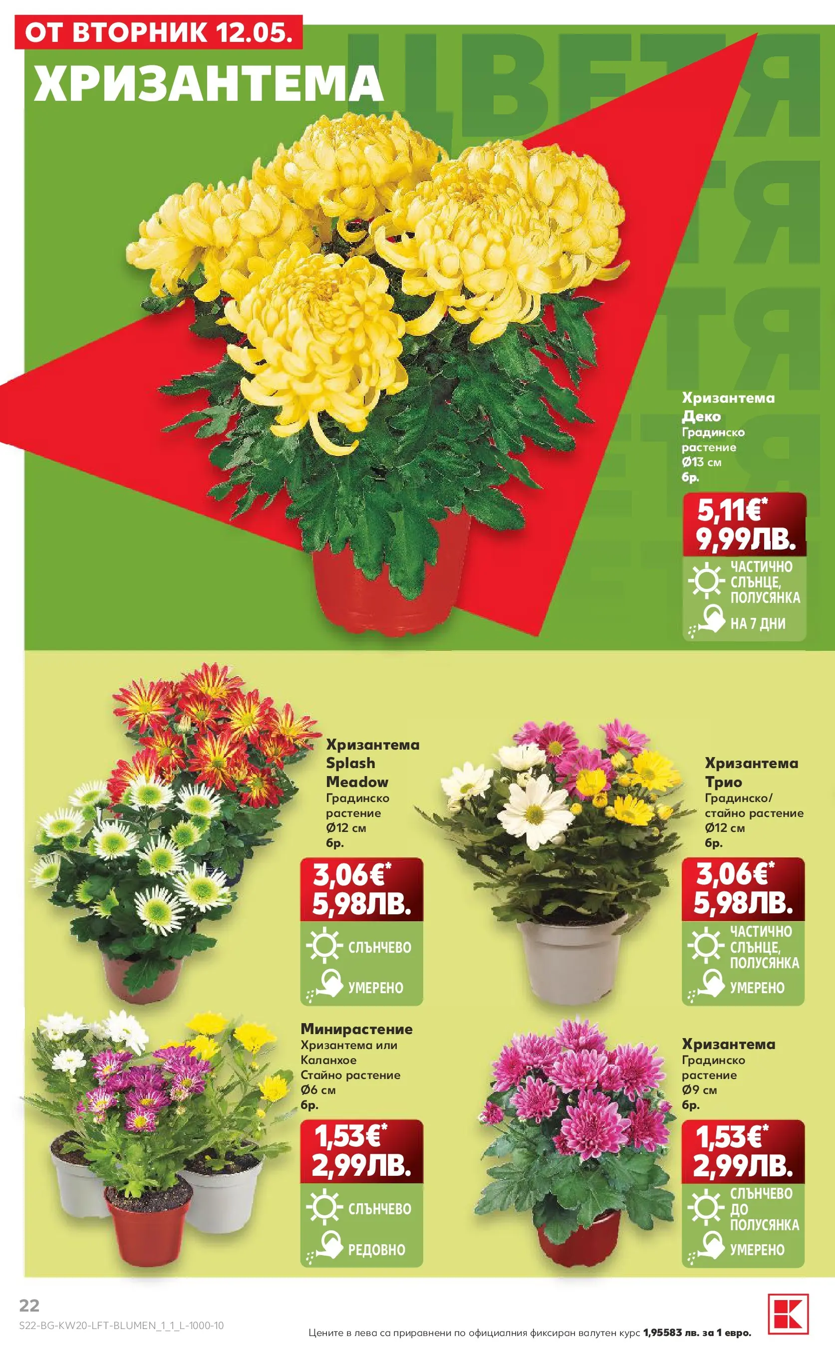 Нова Кауфланд брошура - Вземи XTRA  от 11.05.2026 | Страница: 22 | Продукти: Хризантема