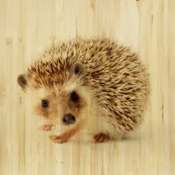 Babywanddeko Ivo Igel