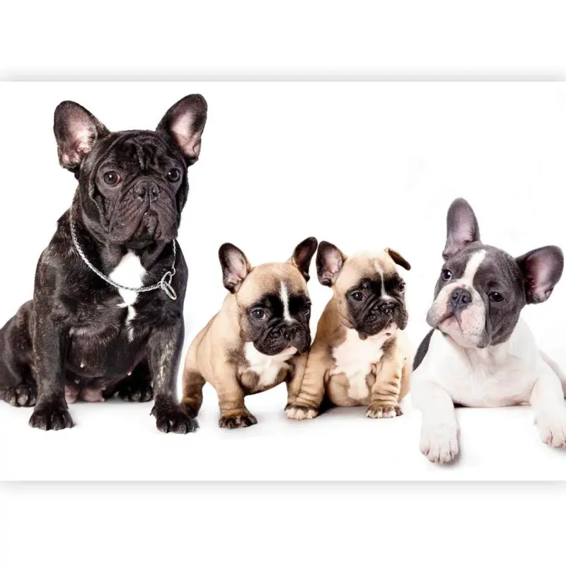 Fototapete Fench Dogs Schwarz/wei&szlig;