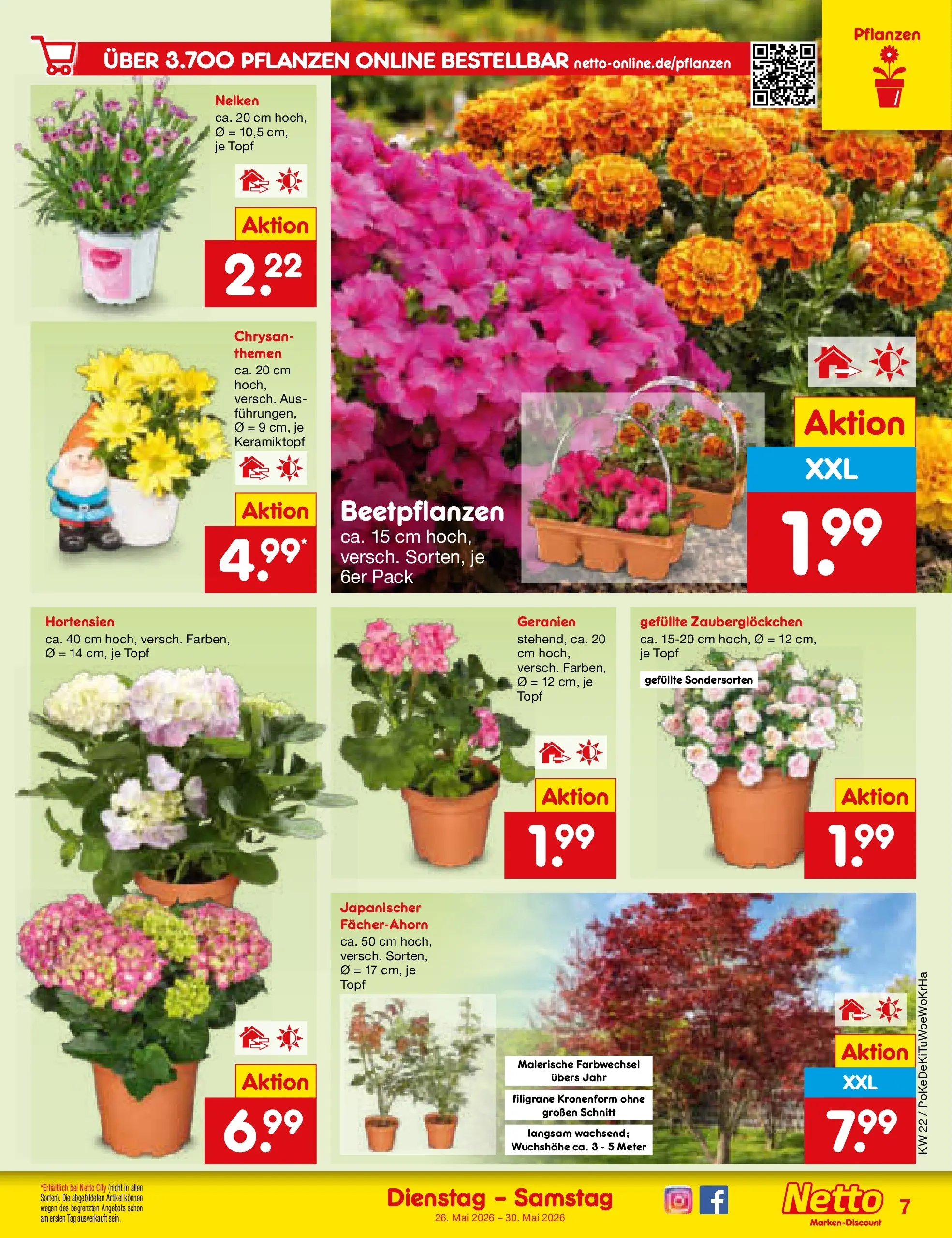 Netto Marken-Discount Prospekt Lahr-Langenwinkel (ab 26.05.2026) » Angebote | Seite: 9 | Produkte: Geranien
