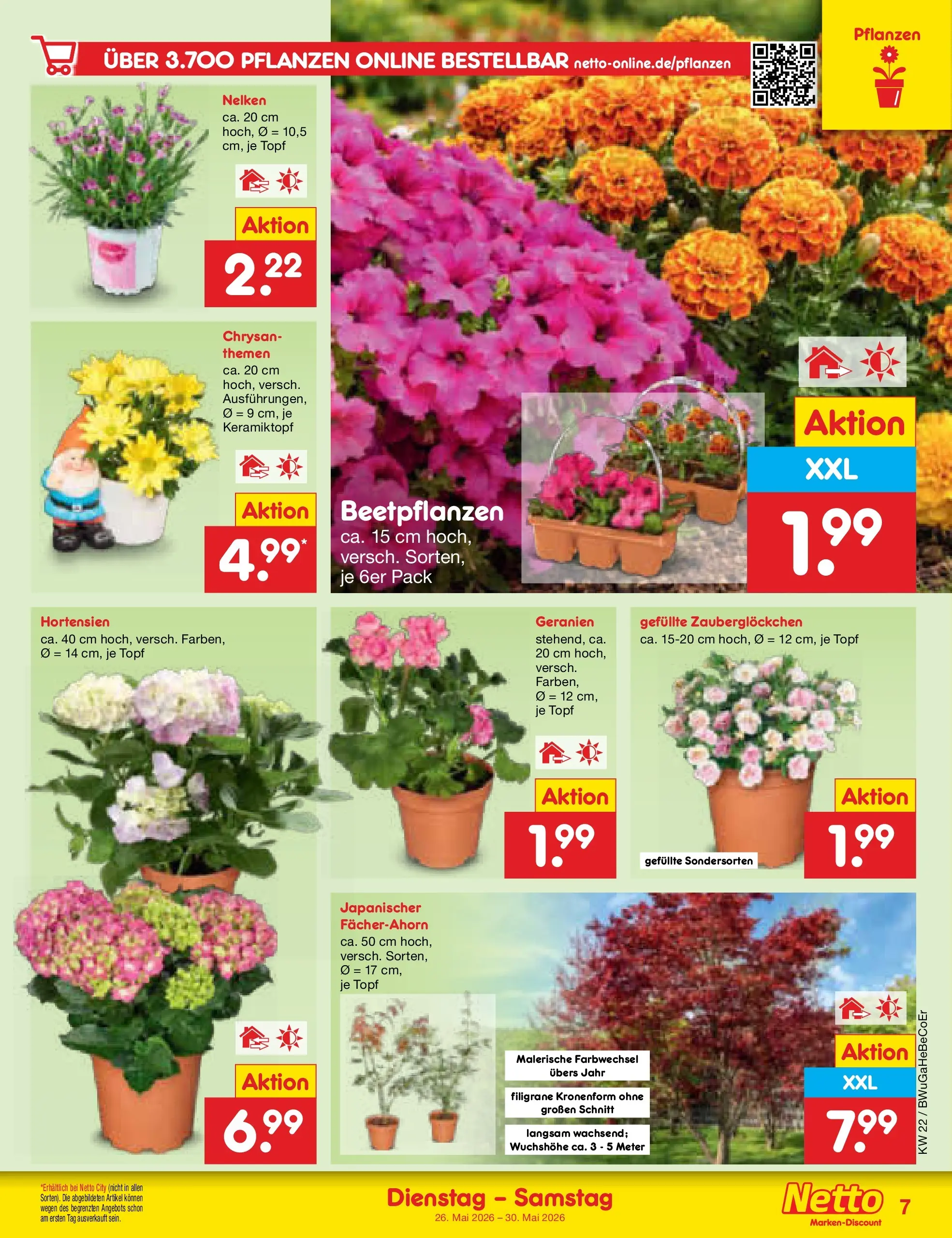 Netto Marken-Discount Prospekt Nordhausen (ab 26.05.2026) » Angebote | Seite: 9 | Produkte: Geranien