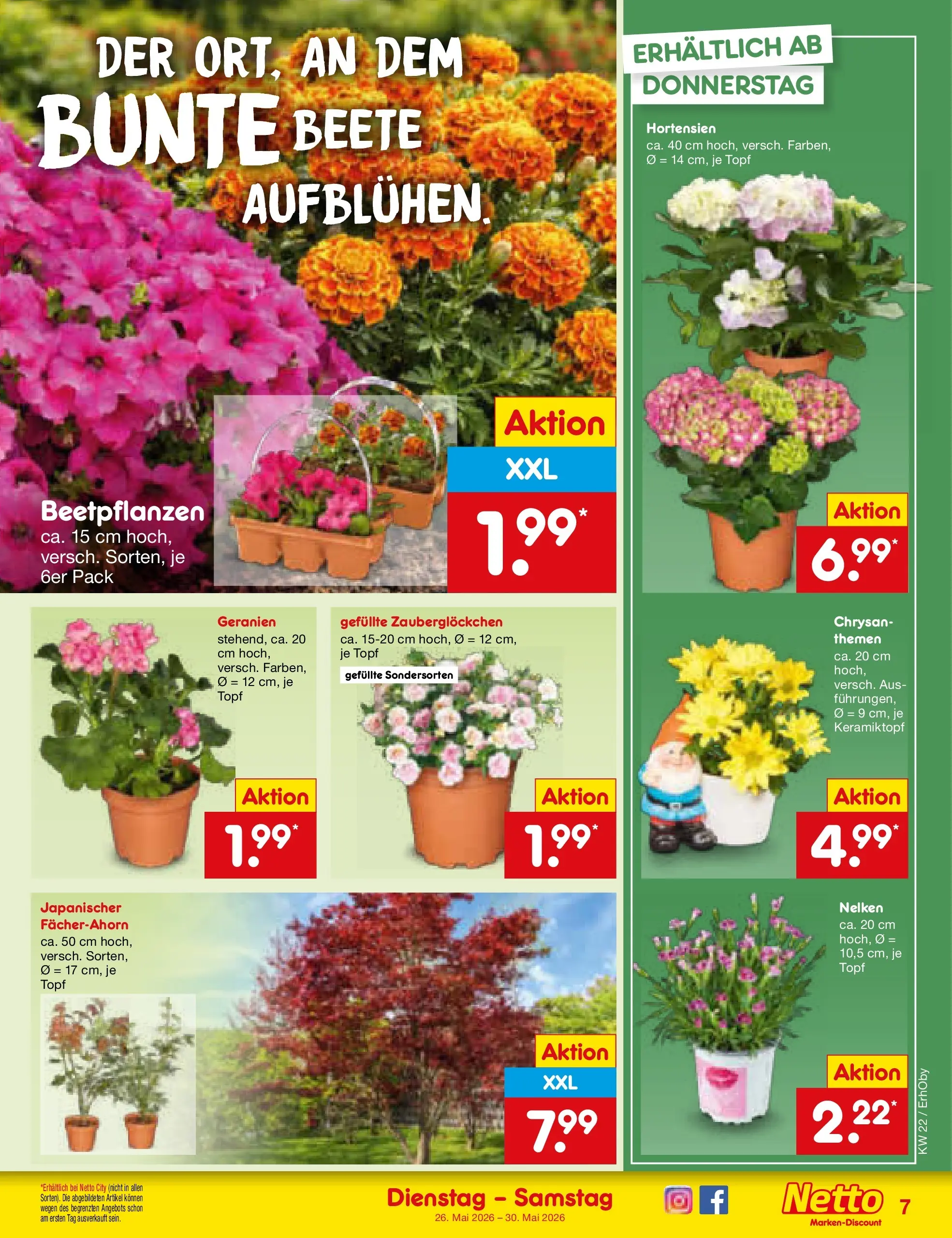 Netto Marken-Discount Prospekt Mauern (ab 26.05.2026) » Angebote | Seite: 9 | Produkte: Geranien