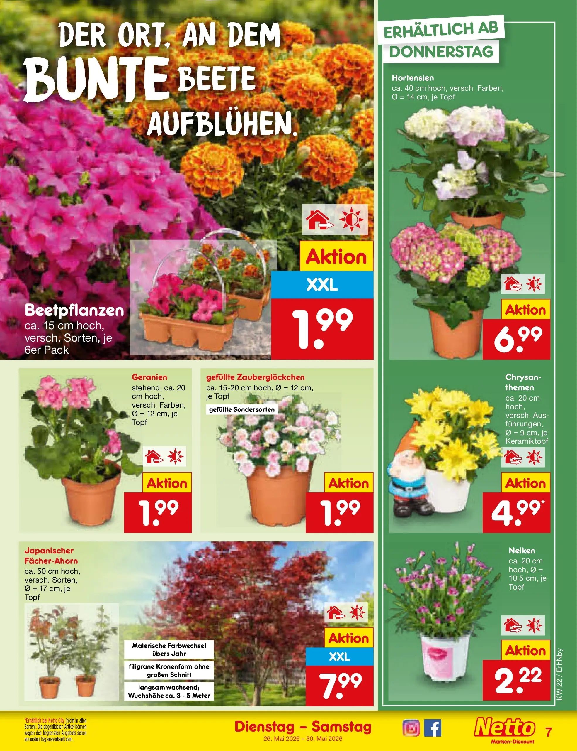 Netto Marken-Discount Prospekt Ergolding (ab 26.05.2026) » Angebote | Seite: 9 | Produkte: Geranien