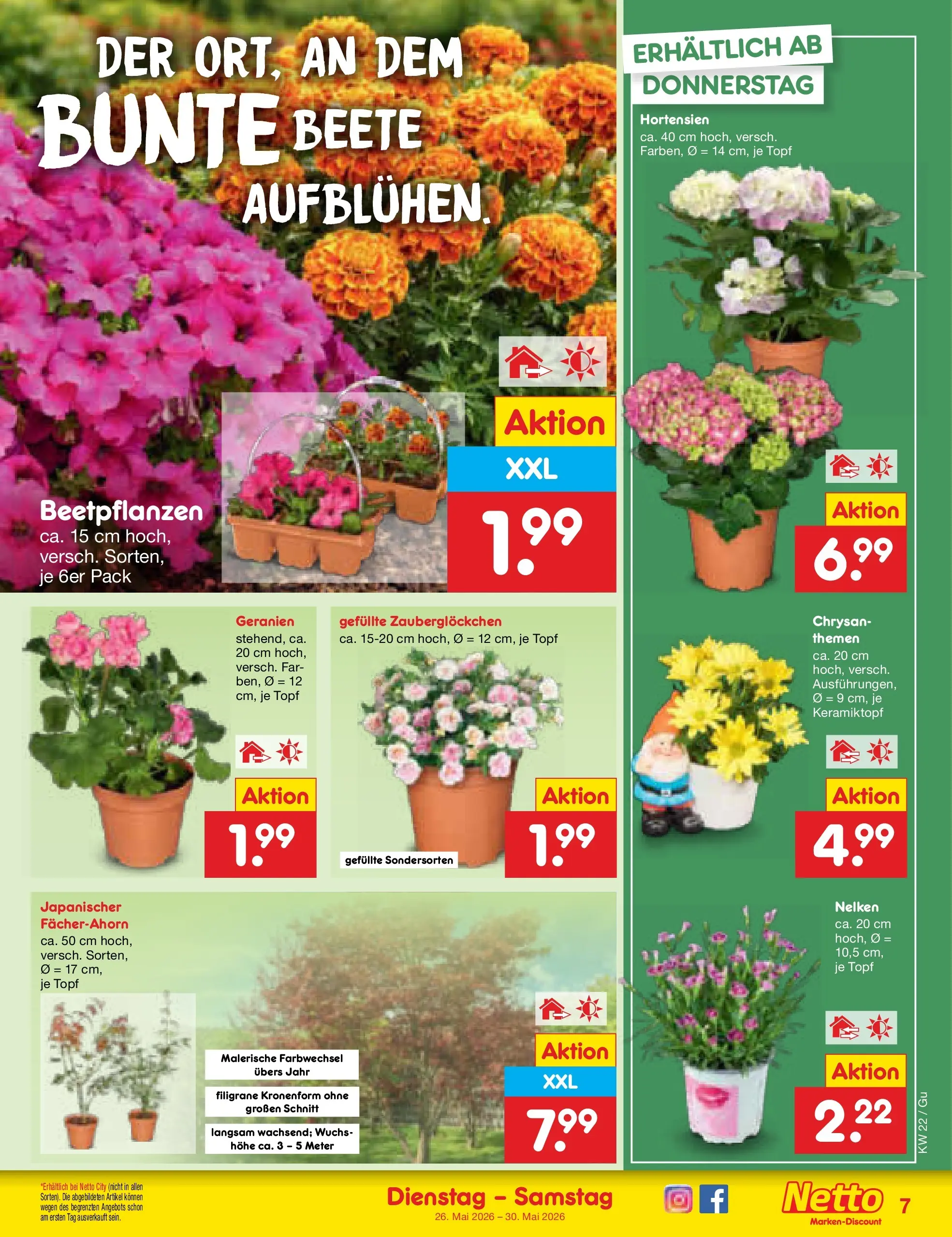 Netto Marken-Discount Prospekt Machern (ab 26.05.2026) » Angebote | Seite: 9 | Produkte: Geranien