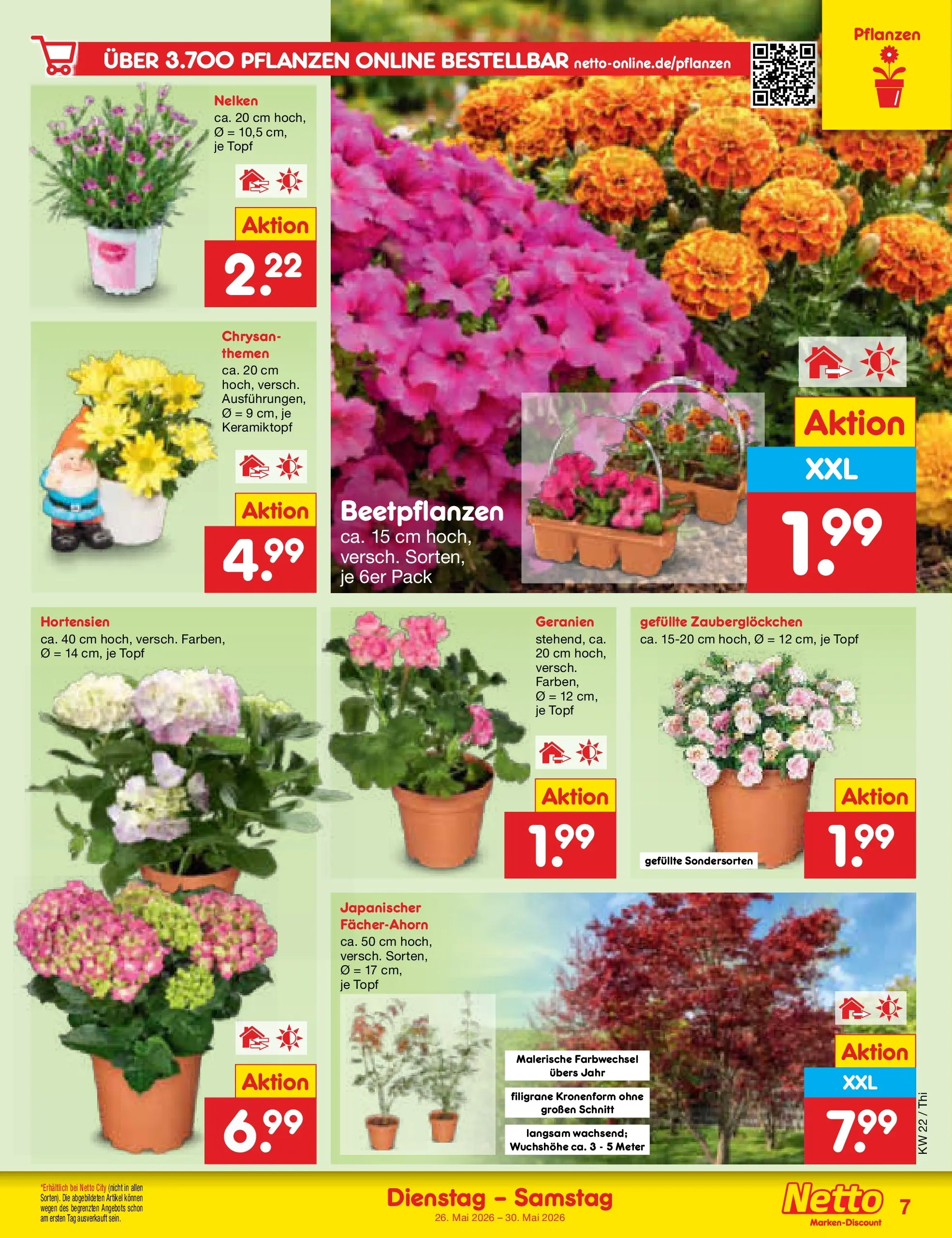 Netto Marken-Discount Prospekt Thiendorf (ab 26.05.2026) » Angebote | Seite: 9 | Produkte: Geranien