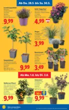 Lidl Lidl - ab 28.05.2026