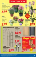 Lidl Lidl - ab 28.05.2026