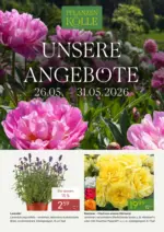 Pflanzen-K&ouml;lle Pflanzen-K&ouml;lle: Unsere Angebote - ab 26.05.2026