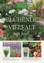 Pflanzen-K&ouml;lle Pflanzen-K&ouml;lle: Bl&uuml;hende Vielfalt im Juni - bis 30.06.2026