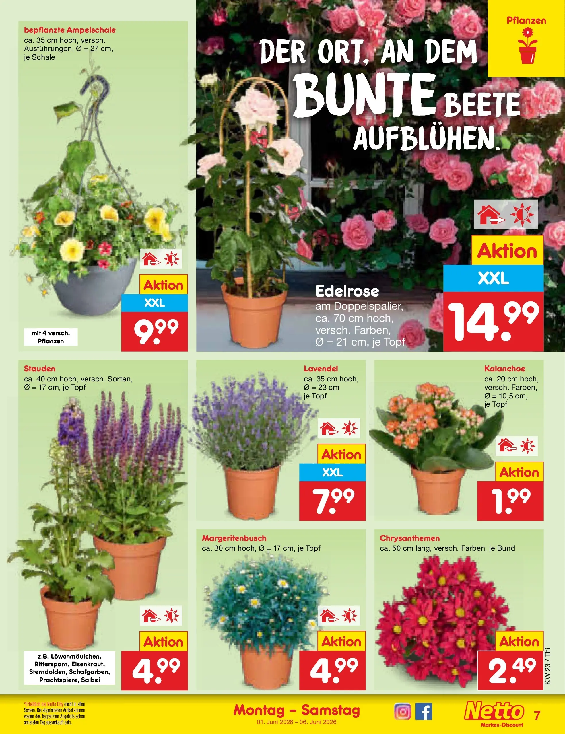 Netto Marken-Discount Prospekt Pirna (ab 01.06.2026) » Angebote | Seite: 7 | Produkte: Lavendel