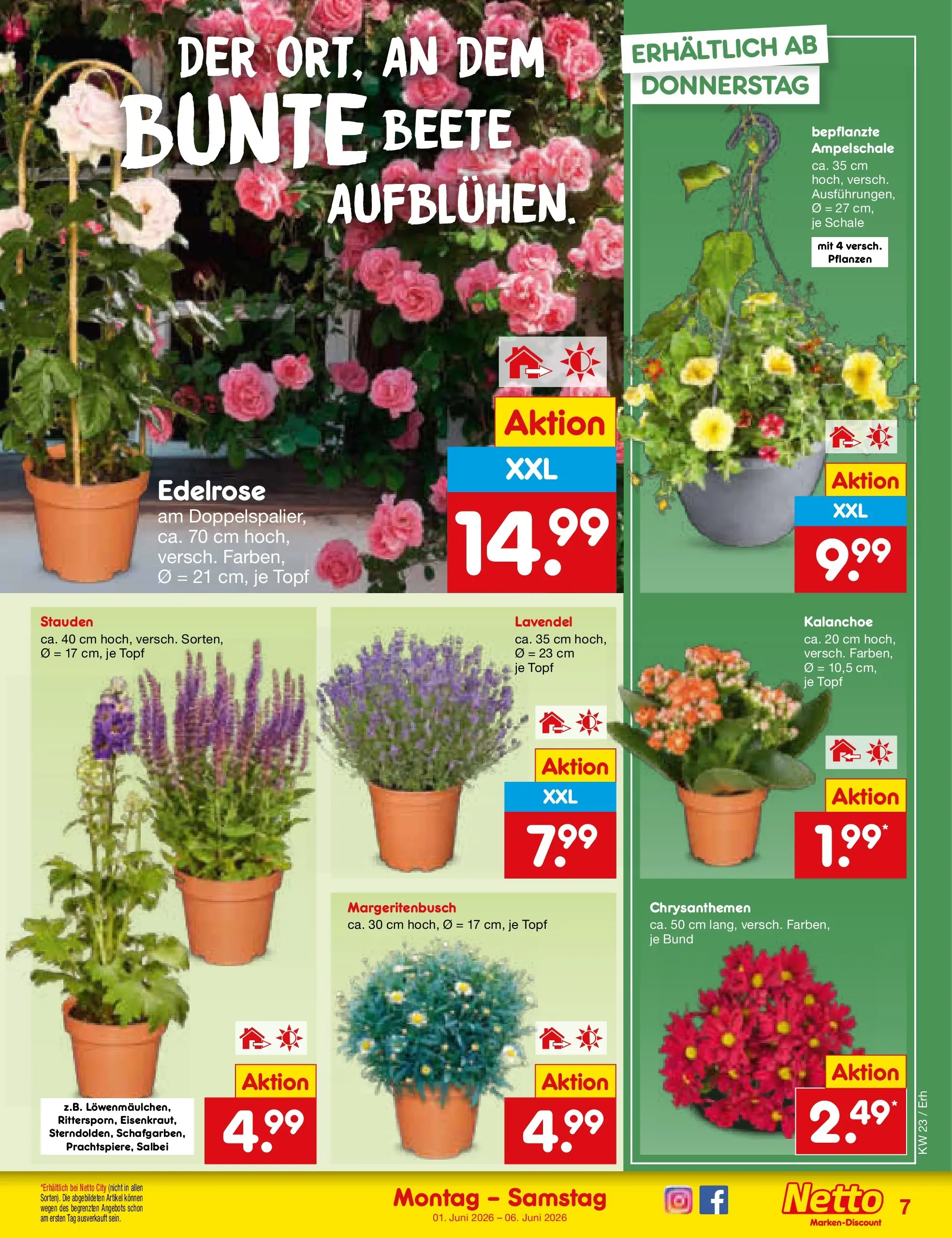 Netto Marken-Discount Prospekt Metten (ab 01.06.2026) » Angebote | Seite: 7 | Produkte: Lavendel