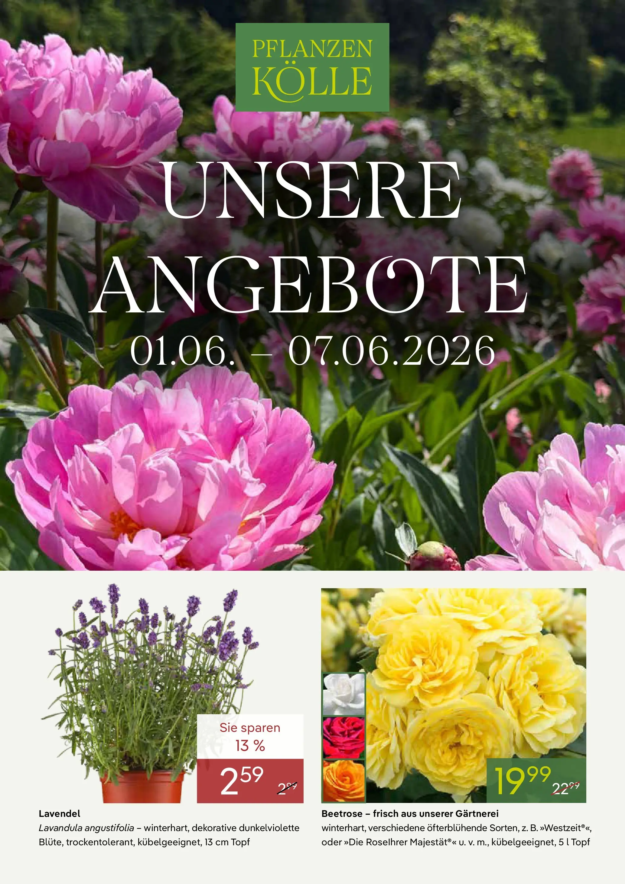 Pflanzen-Kölle - Pflanzen-Kölle: Unsere Angebote (ab 31.05.2026) zum Blättern | Seite: 1 | Produkte: Lavendel