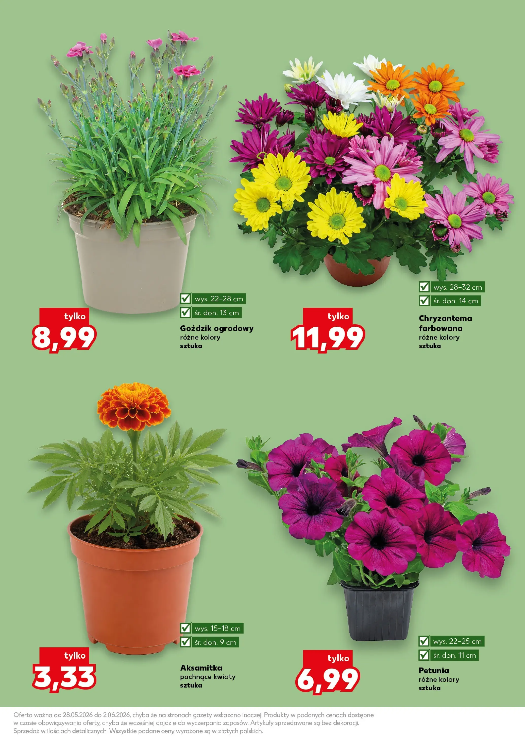Kaufland gazetka - Ogród od 28.05.2026 - od jutra PDF | Strona: 11 | Produkty: Goździk, Kwiaty