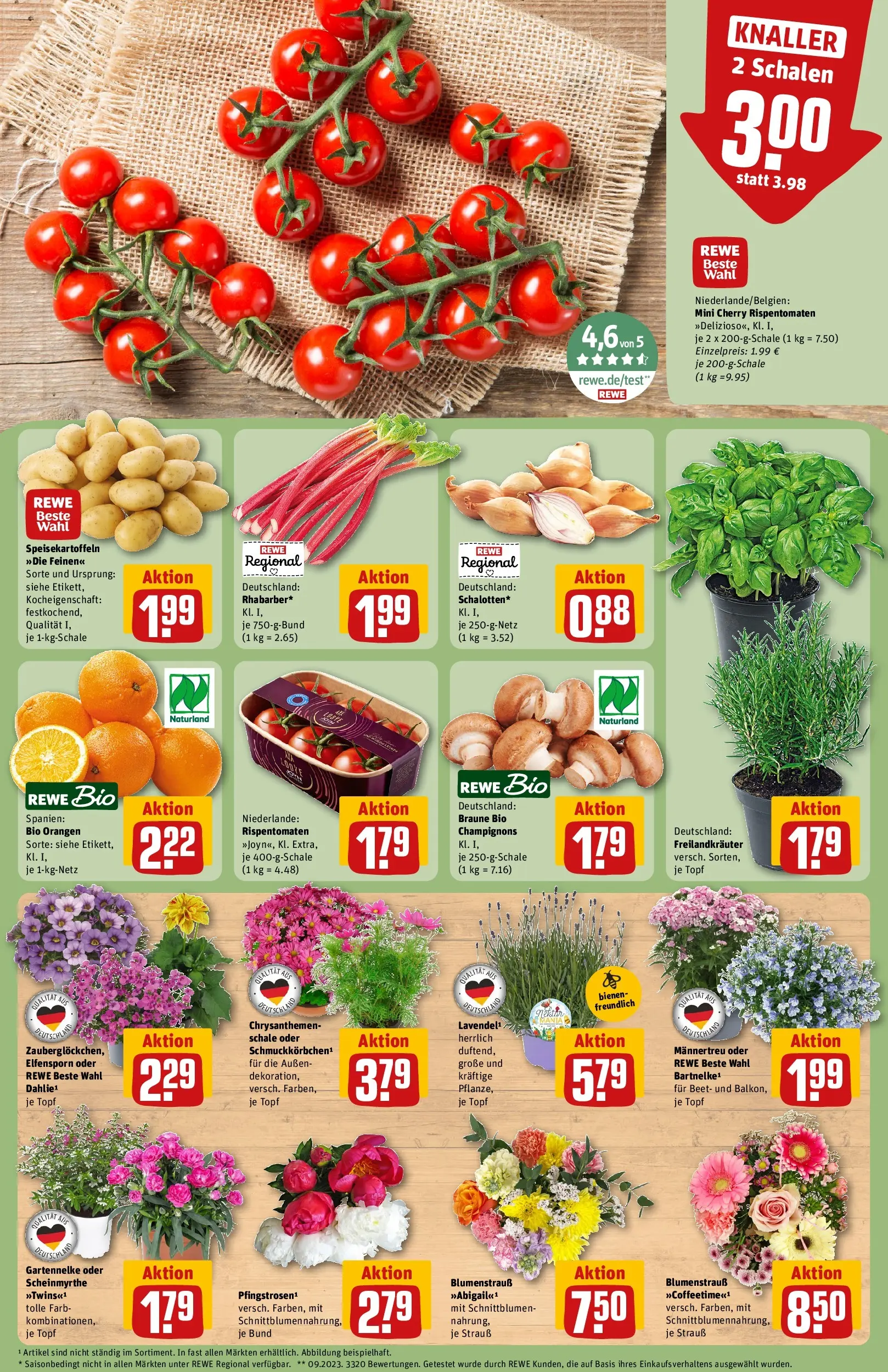 REWE Prospekt ab 01.06.2026 zum Blättern » Angebote | Seite: 5 | Produkte: Orangen, Champignons, Lavendel