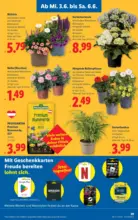 Lidl Lidl - ab 04.06.2026