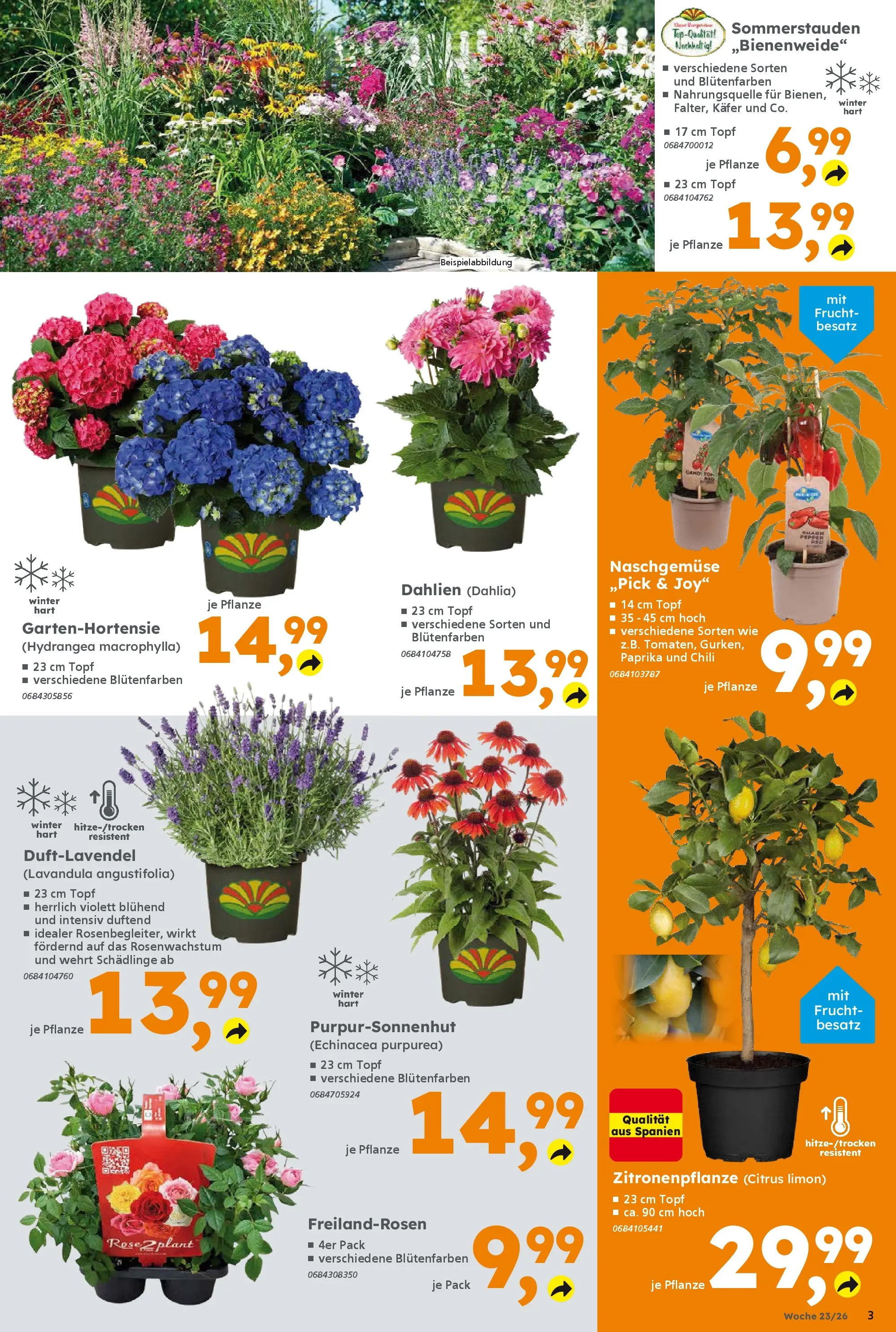 Globus Baumarkt Prospekt Forchheim (ab 31.05.2026) zum Blättern | Seite: 3