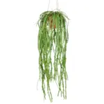 m&ouml;max Dornbirn - Ihr Trendm&ouml;belhaus in Dornbirn Kunstpflanze Rhipsalis Crispata Gr&uuml;n ca. 80cm