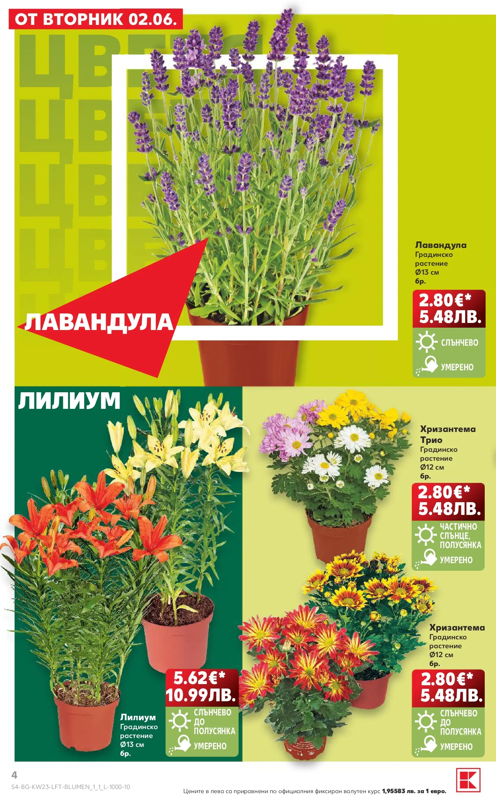 Нова Кауфланд брошура от 31.05.2026 | Страница: 4 | Продукти: Хризантема Нова Кауфланд брошура - Топ оферти в Kaufland предложения с валидност до 07.06.2026 от 31.05.2026 | Страница: 4 | Продукти: Хризантема