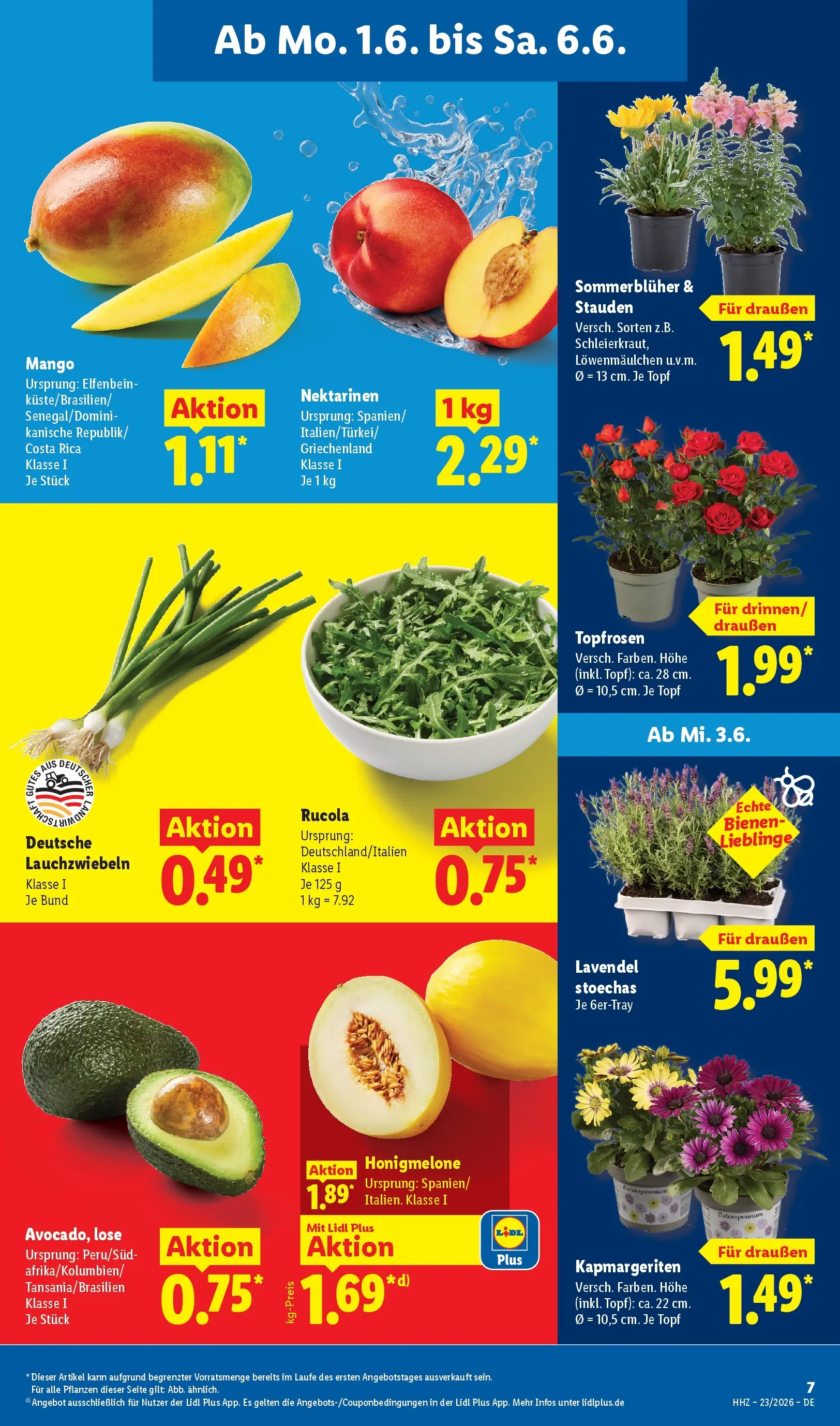 Lidl Prospekt Hagen (ab 31.05.2026) zum Blättern » Angebote | Seite: 13 | Produkte: Nektarinen, Rucola, Mango, Lavendel