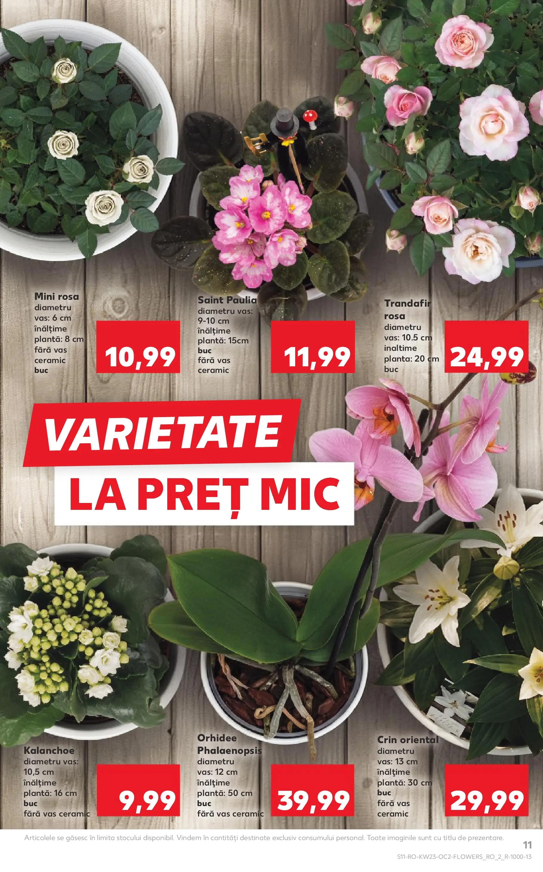 Kaufland Slatina 03.06.2026 - Revista si Oferta | Pagină: 11 | Produse: Trandafir, Orhidee
