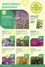 Bellaflora: Flugblatt