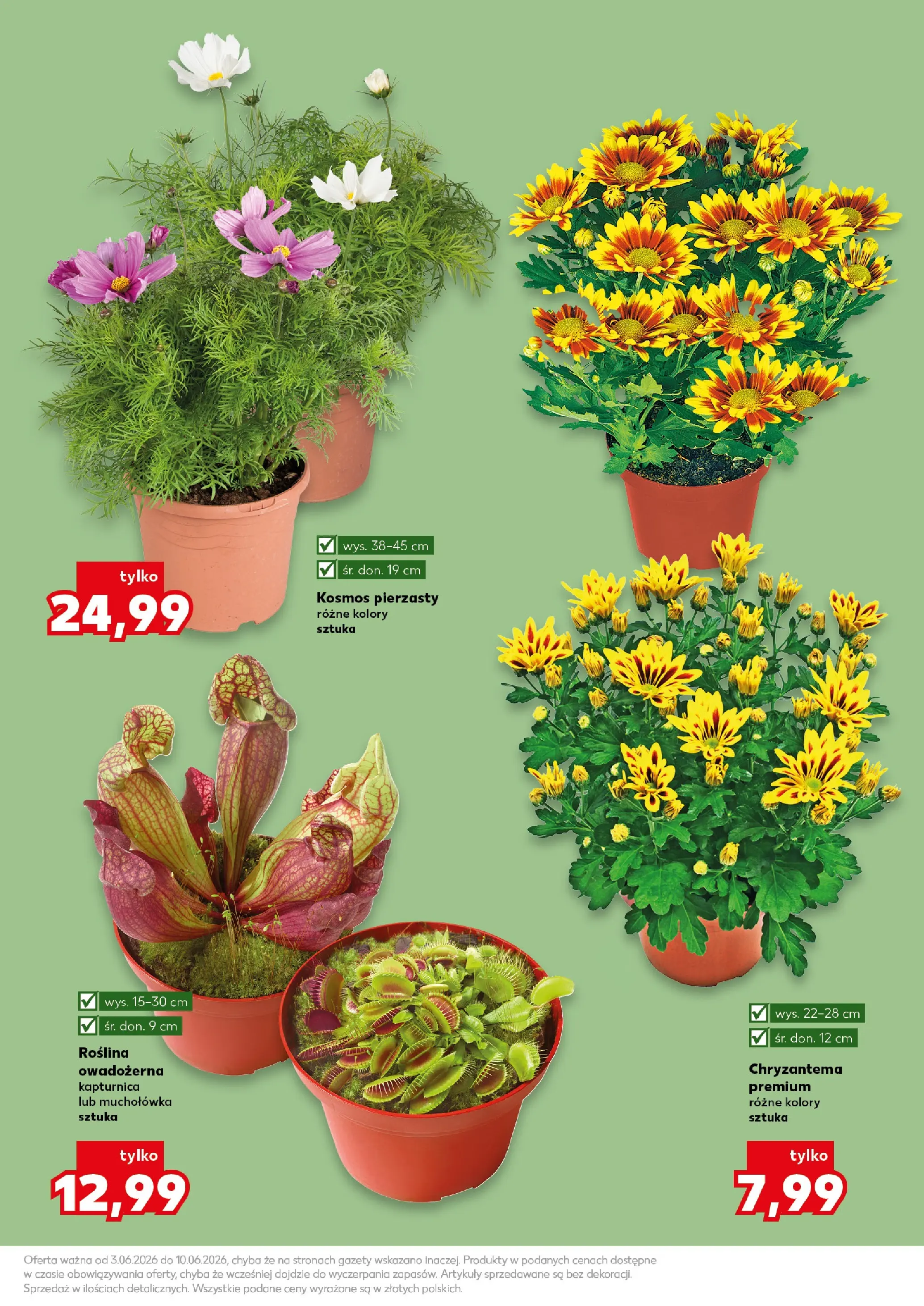 Kaufland gazetka - Ogród od 03.06.2026 - od jutra PDF | Strona: 11 | Produkty: Muchołówka