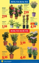 Lidl Lidl - ab 11.06.2026