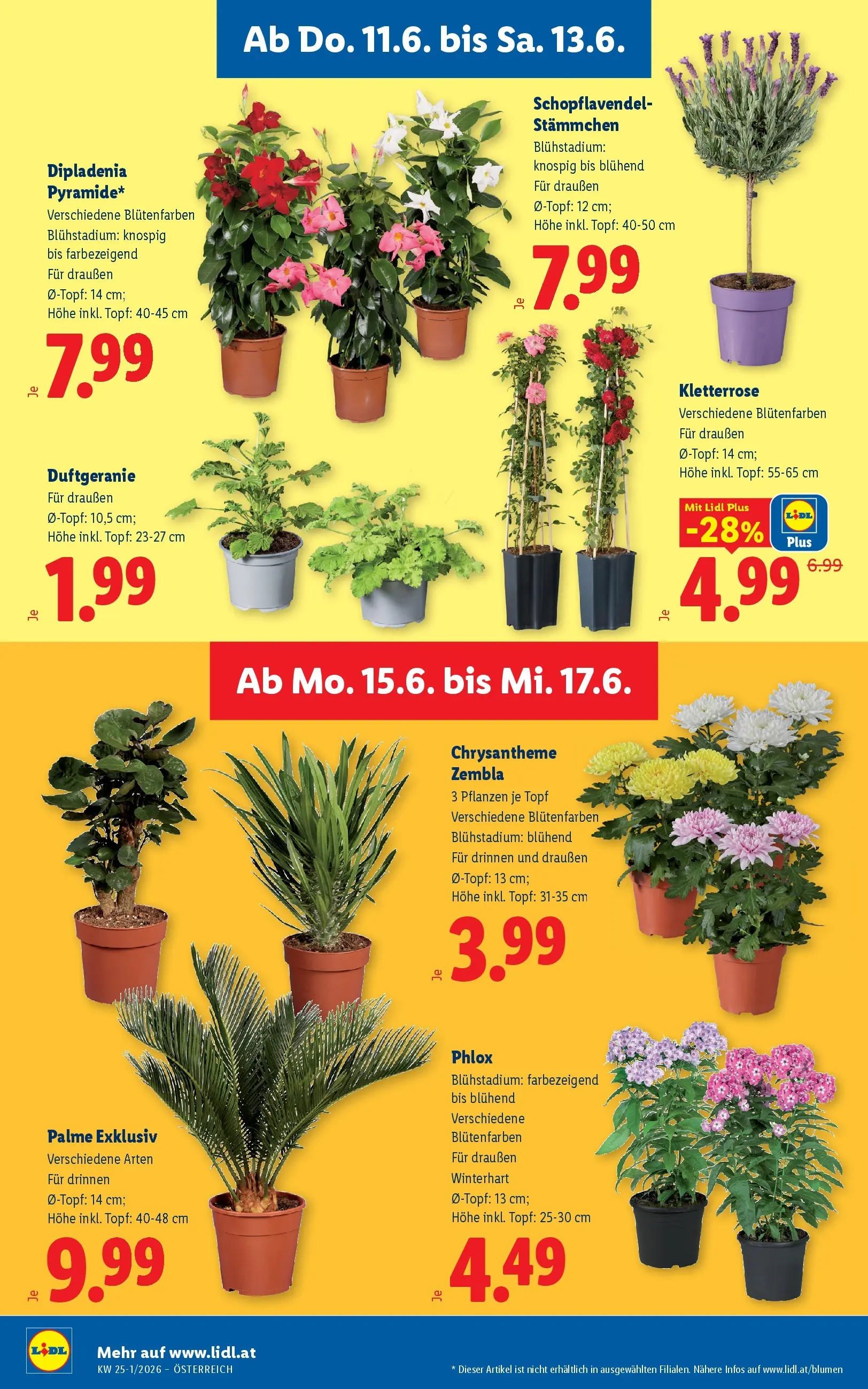 Lidl - Lidl ab 10.06.2026 - Angebote ab donnerstag | Seite: 34