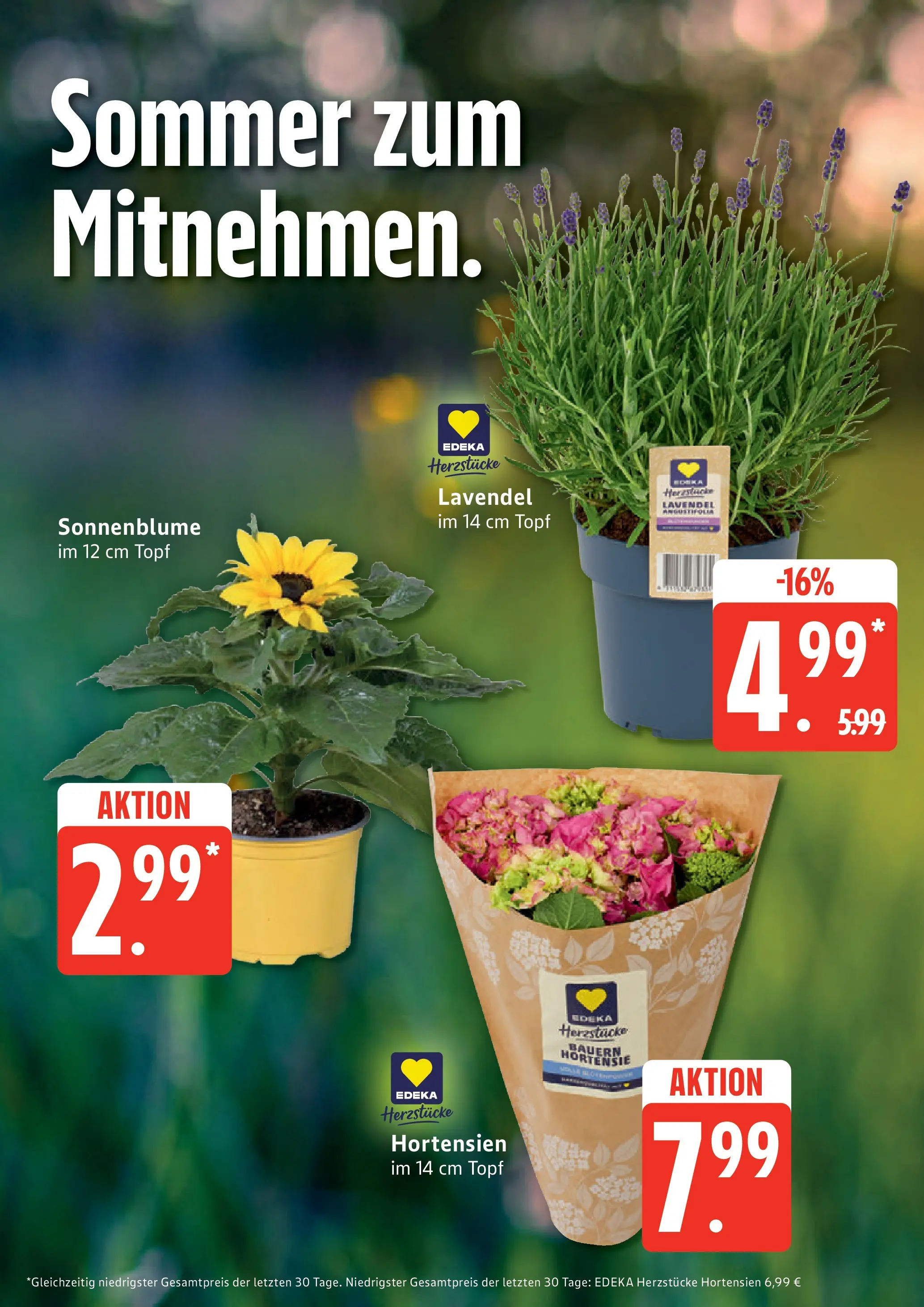 Edeka Prospekt Hamburg (ab 08.06.2026) » Angebote Online | Seite: 9 | Produkte: Hortensie, Lavendel