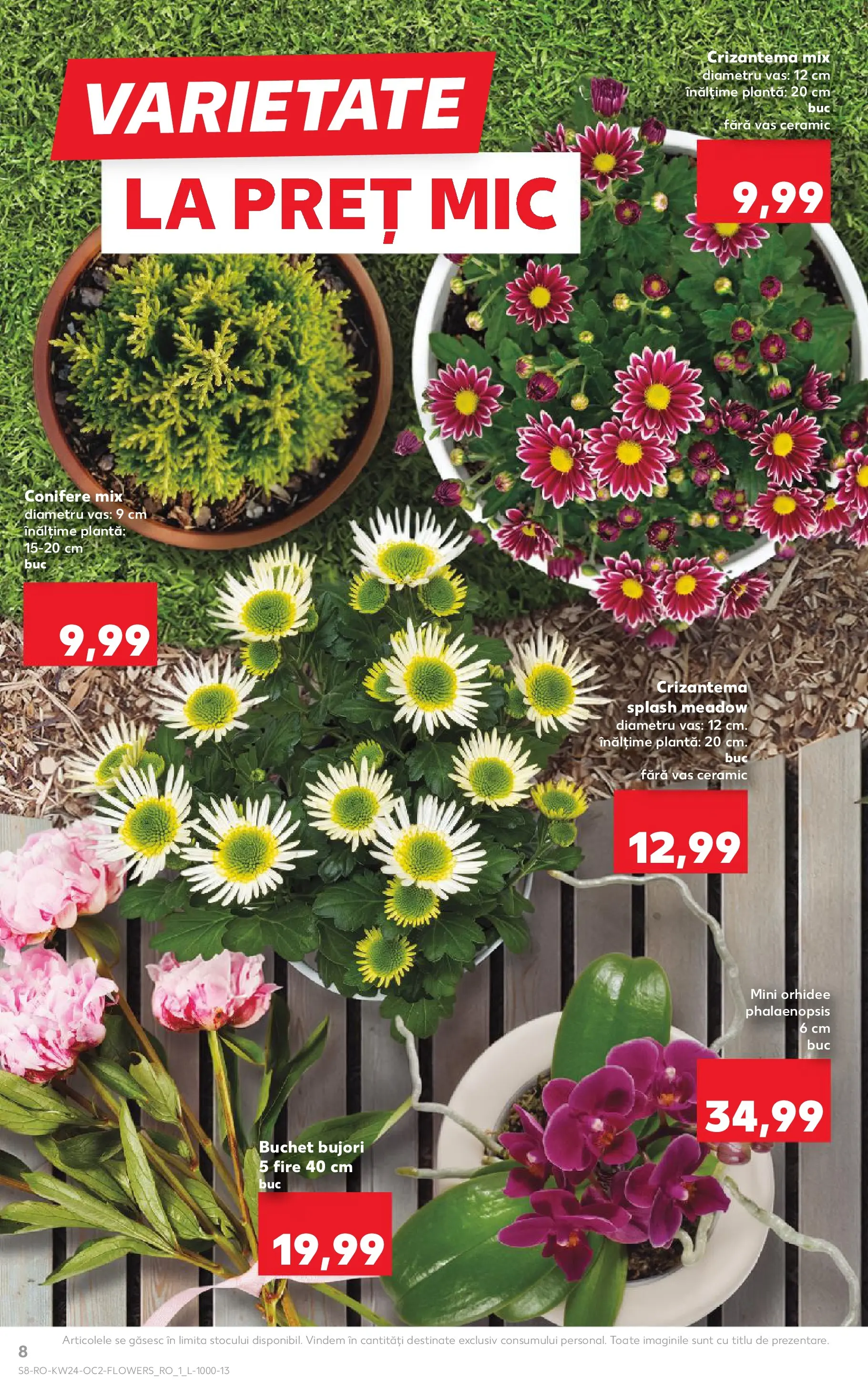 Kaufland Baia Mare 10.06.2026 - Revista si Oferta | Pagină: 8 | Produse: Orhidee