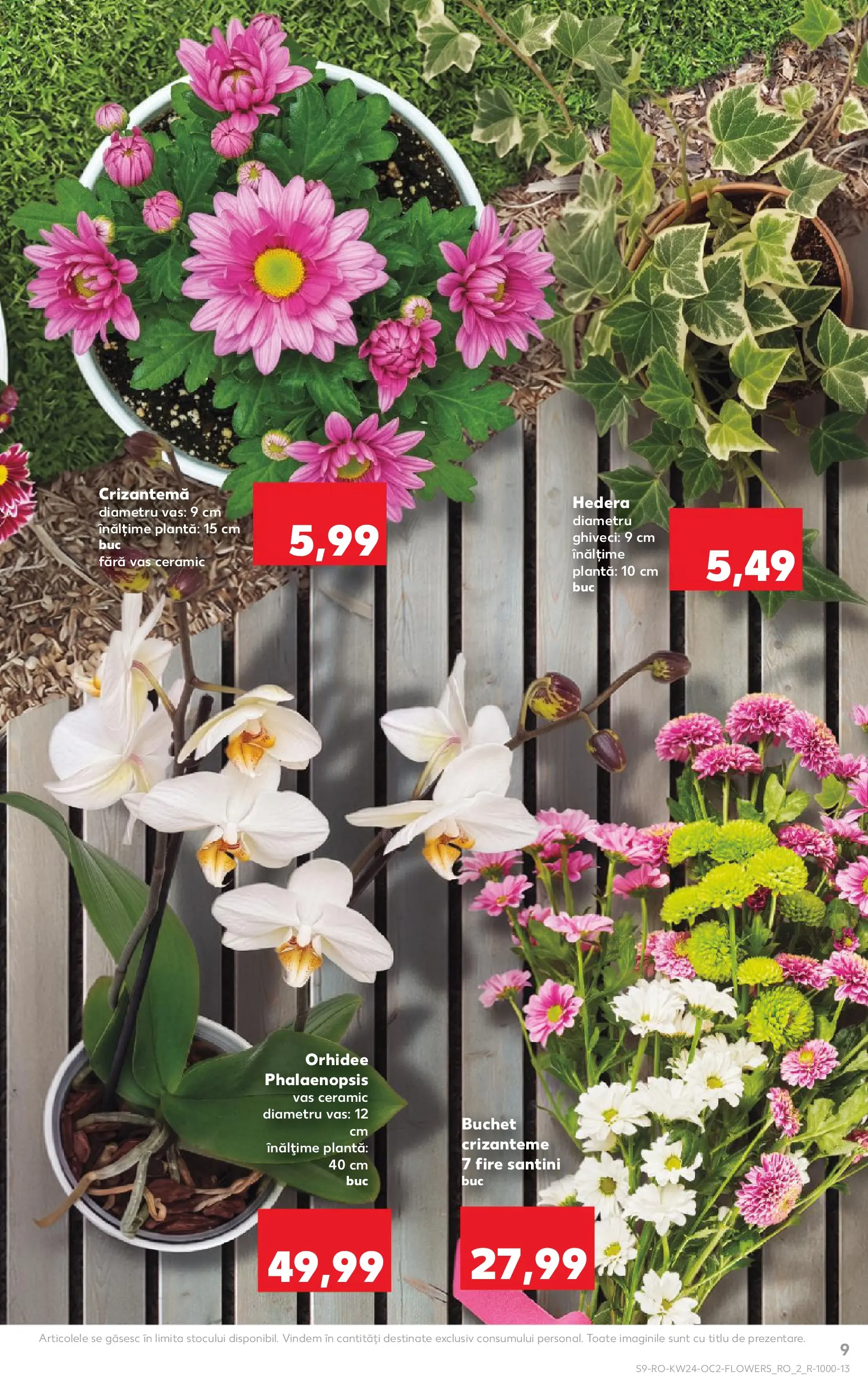 Kaufland Baia Mare 10.06.2026 - Revista si Oferta | Pagină: 9 | Produse: Orhidee, Ghiveci