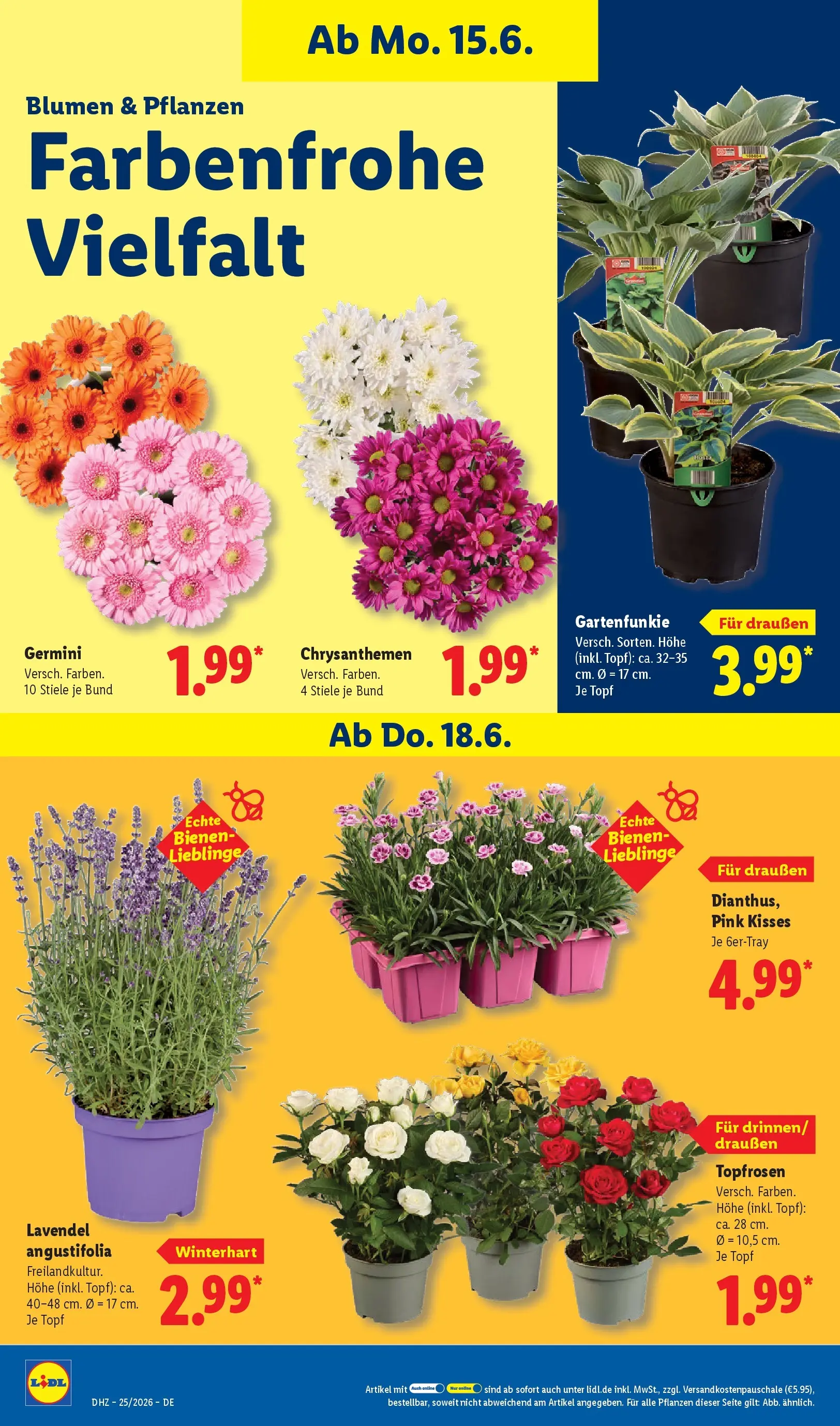 Lidl Prospekt Braunschweig (ab 14.06.2026) zum Blättern » Angebote | Seite: 74 | Produkte: Blumen, Lavendel