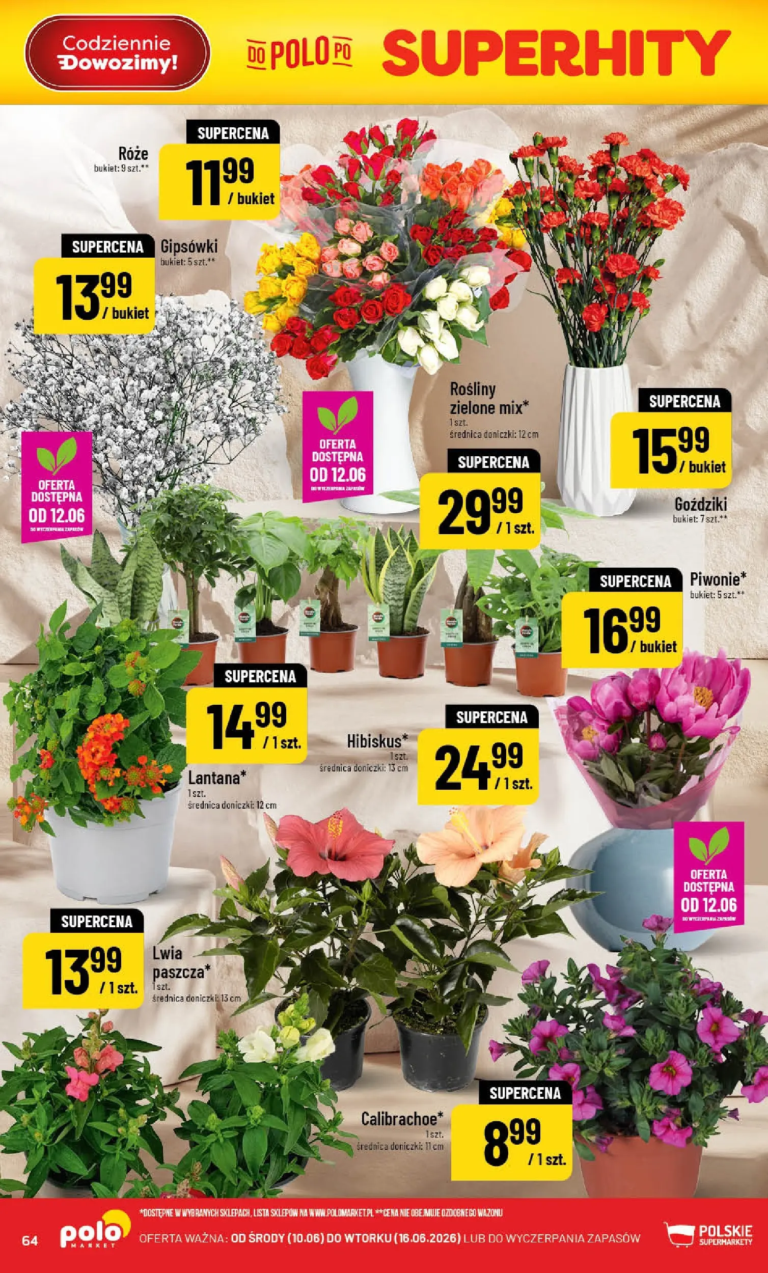 Nowa POLOmarket gazetka od jutra 10.06.2026 | Strona: 64 | Produkty: Goździki, Rosliny, Doniczki