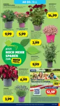HOFER HOFER: Flugblatt - ab 12.06.2026