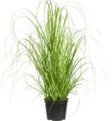 Grasb&uuml;ndel Patrick aus Polyester ca. 40cm
