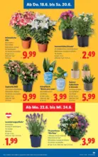 Lidl Lidl - ab 18.06.2026