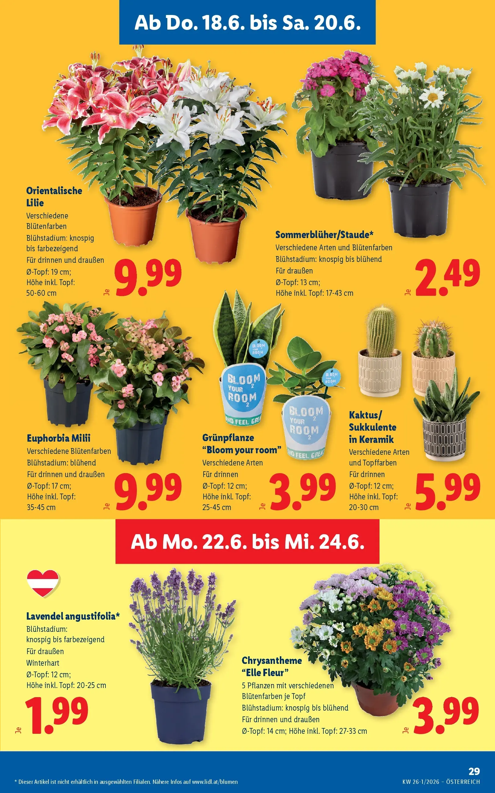 Lidl - Lidl ab 17.06.2026 - Angebote ab donnerstag | Seite: 37