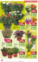 Kaufland хипермаркет Роден вкус в Kaufland с предложения с валидност до 21.06.2026 - до 21-06-26