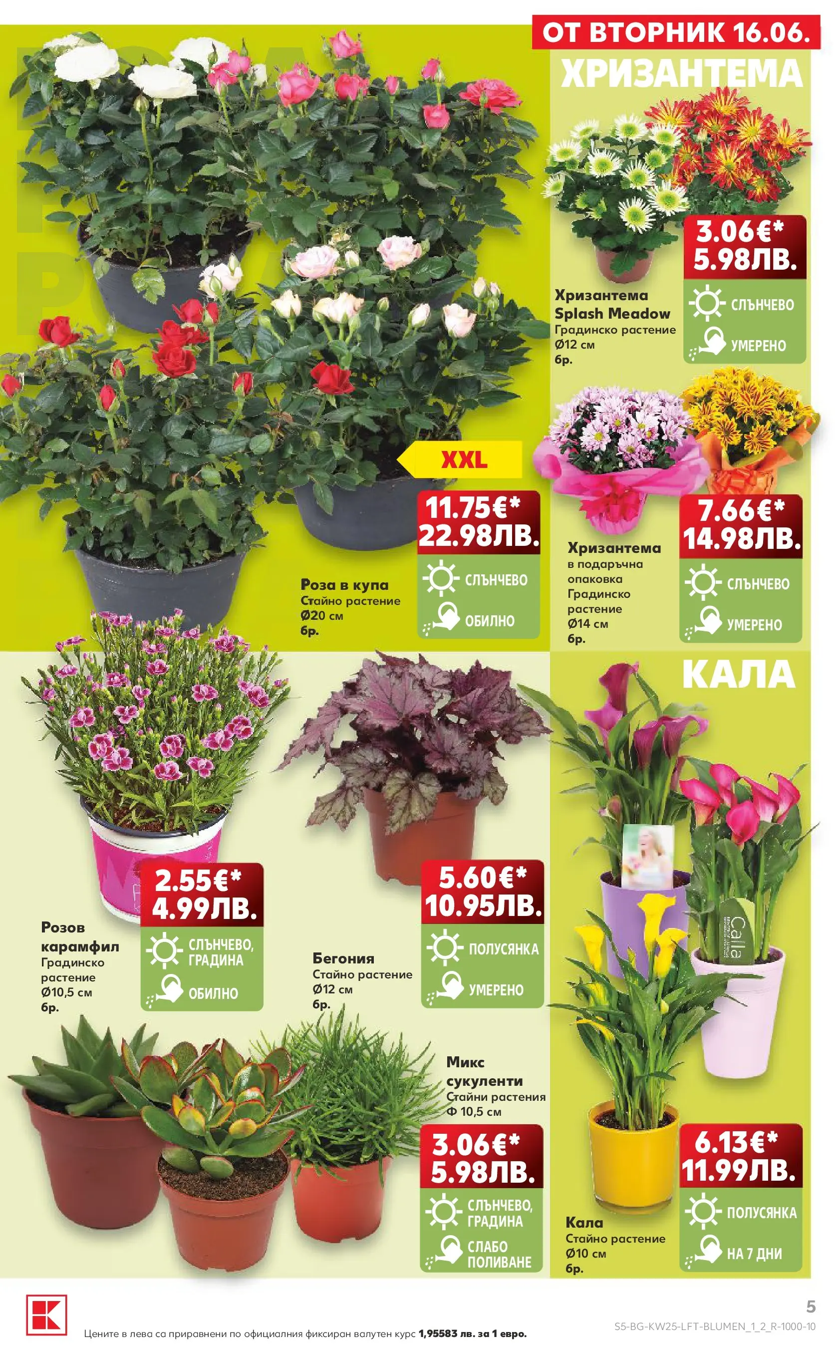 Нова Кауфланд брошура от 14.06.2026 | Страница: 5 | Продукти: Хризантема, Карамфил, Купа, Роза Нова Кауфланд брошура - Роден вкус с Kaufland предложения с валидност до 21.06.2026 от 14.06.2026 | Страница: 5 | Продукти: Хризантема, Карамфил, Купа, Роза