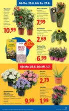 Lidl Lidl - ab 25.06.2026