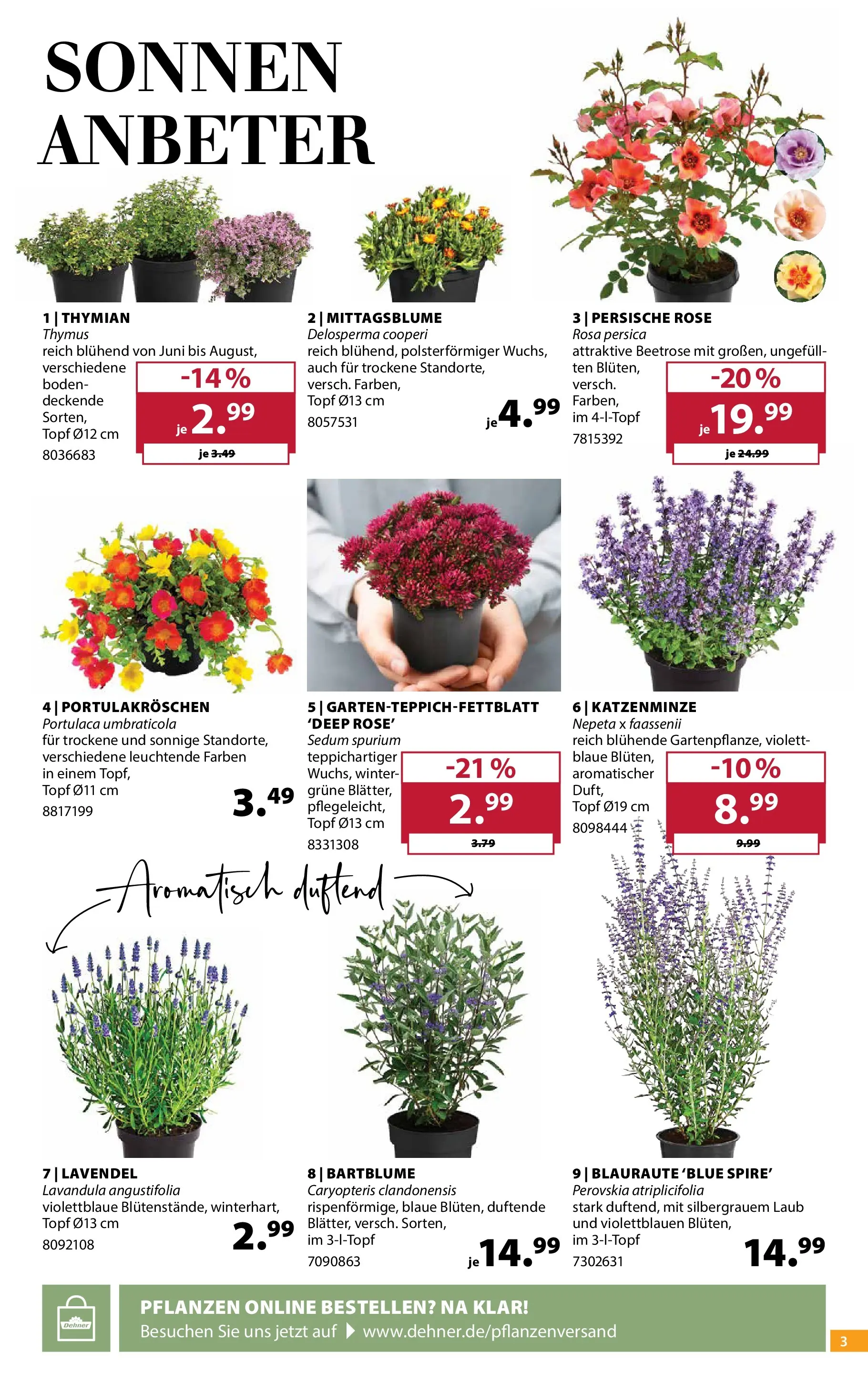 Dehner Garten & Zoo (ab 24.06.2026) zum Blättern | Seite: 3 | Produkte: Lavendel