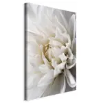 m&ouml;max Dornbirn - Ihr Trendm&ouml;belhaus in Dornbirn Leinwandbild White Dahlia Wei&szlig;/Grau ca. 80x120x1,2cm